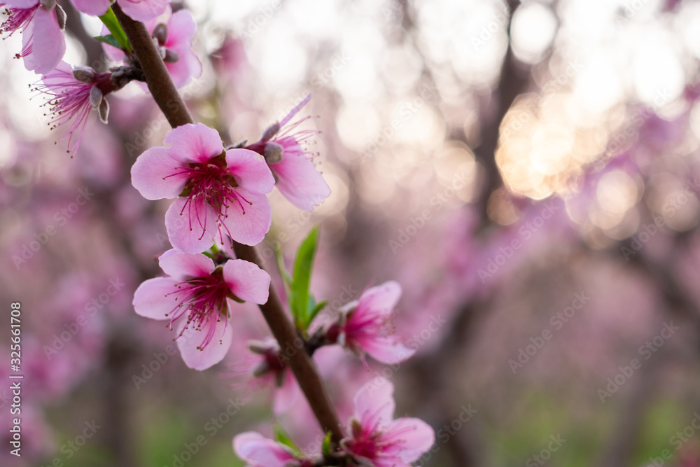 Obraz premium Beautiful floral background with blooming almonds.