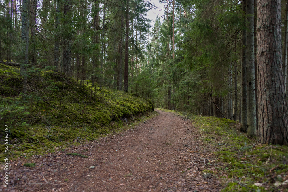 Fototapeta premium Old Dirt Road in a Thick Lush Forest in Northern Europe