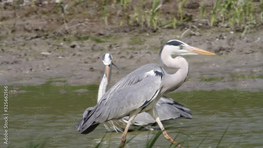 Grey heron hunting fish in Kopacki rit Nature park Grey heron hunting fish in Kopacki rit Nature park