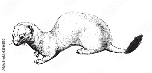 Stoat or short-tailed weasel (Mustela erminea) / vintage illustration from Brockhaus Konversations-Lexikon 1908 photo