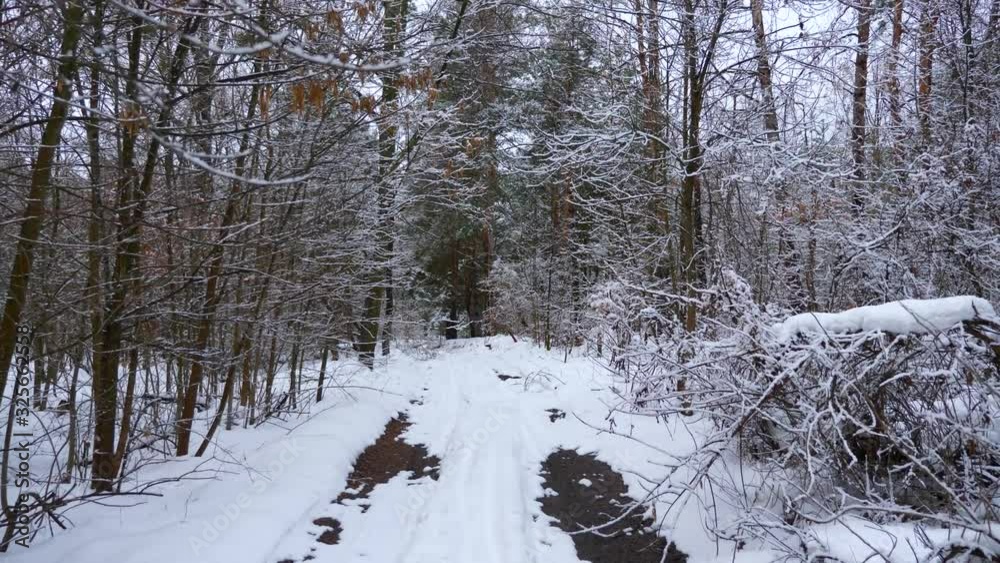 Snow Covered Rural Dirt Road in Forest. Countryside Mixed Wood. Cold Frost Weather in Winter Season during Holidays Christmas, New Year