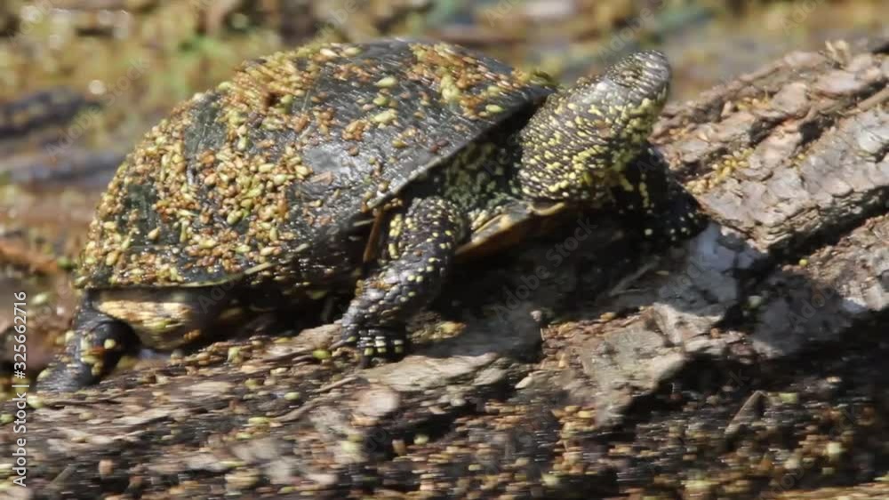 European pond turtle sunbasking on the log, Kopački rit
