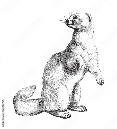 Ferret (Mustela putorius furo) / vintage illustration from Brockhaus Konversations-Lexikon 1908