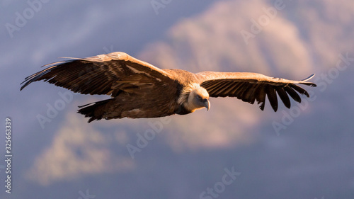 Griffon Vulture in flight at the Caire Rock, near Remuzat, France © serge