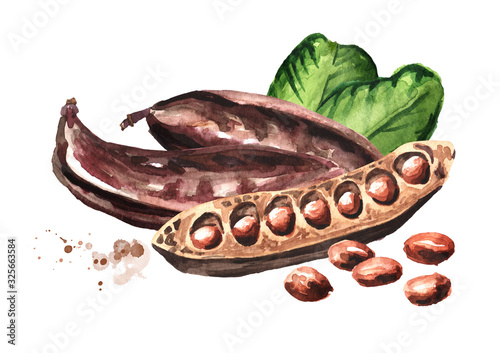 Carob pods, beans and green leaves . Hand drawn watercolor illustration  isolated on white background photo