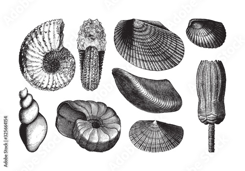 Obraz na płótnie Shell fossil collection (Triassic period) / vintage illustration from Brockhaus