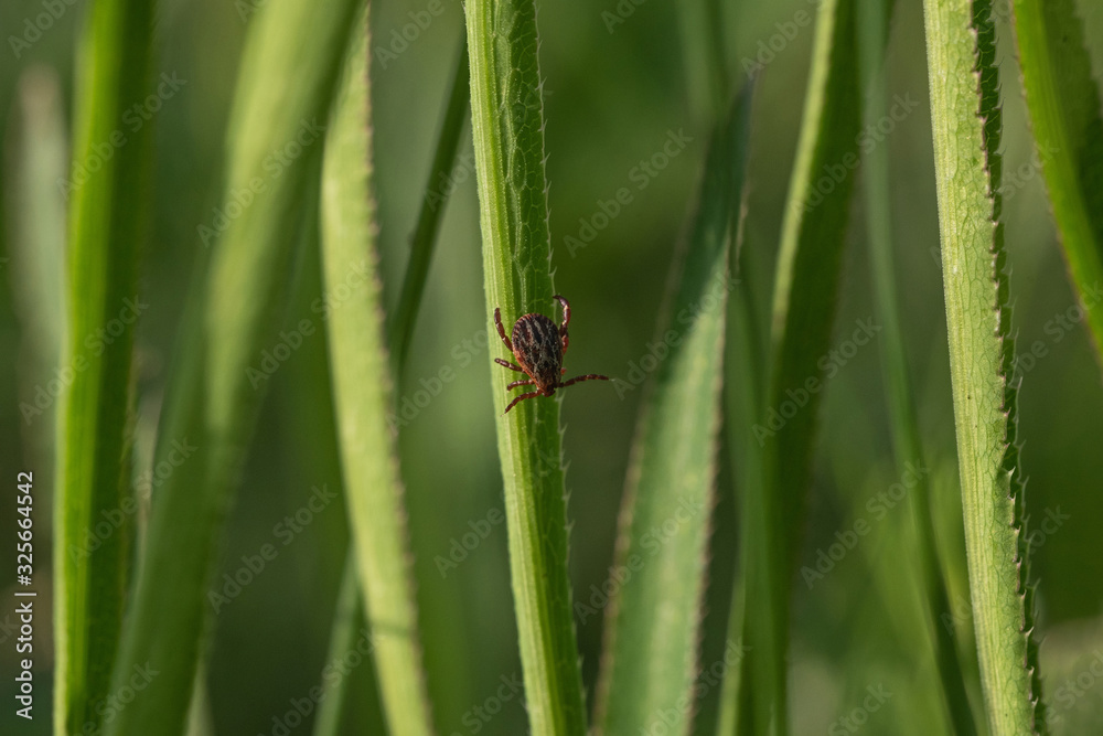 tick on the grass, acarus on grass tick on the grass, acarus on grass