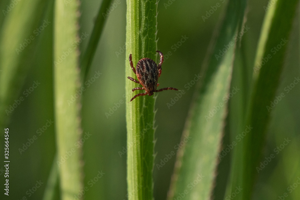 tick on the grass, acarus on grass