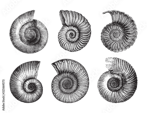 Shell fossil collection (Jurassic period) / vintage illustration from Brockhaus Konversations-Lexikon 1908 photo