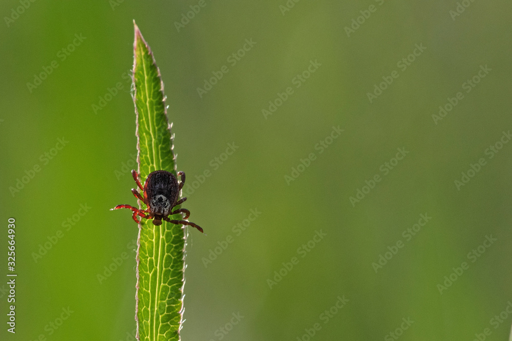 Fototapeta premium tick on the grass, acarus on grass