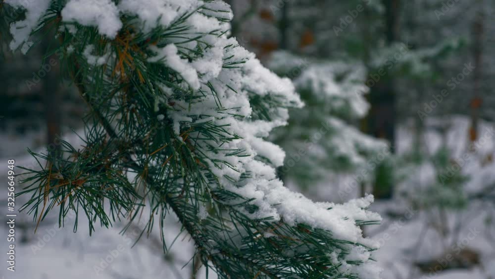 Close-up Snowflakes on Pine Tree Branch in the Wood. Snow Covered Forest on Winter Holidays, Christmas, New Year. Snowy Cold Frost in Winter Weather Season