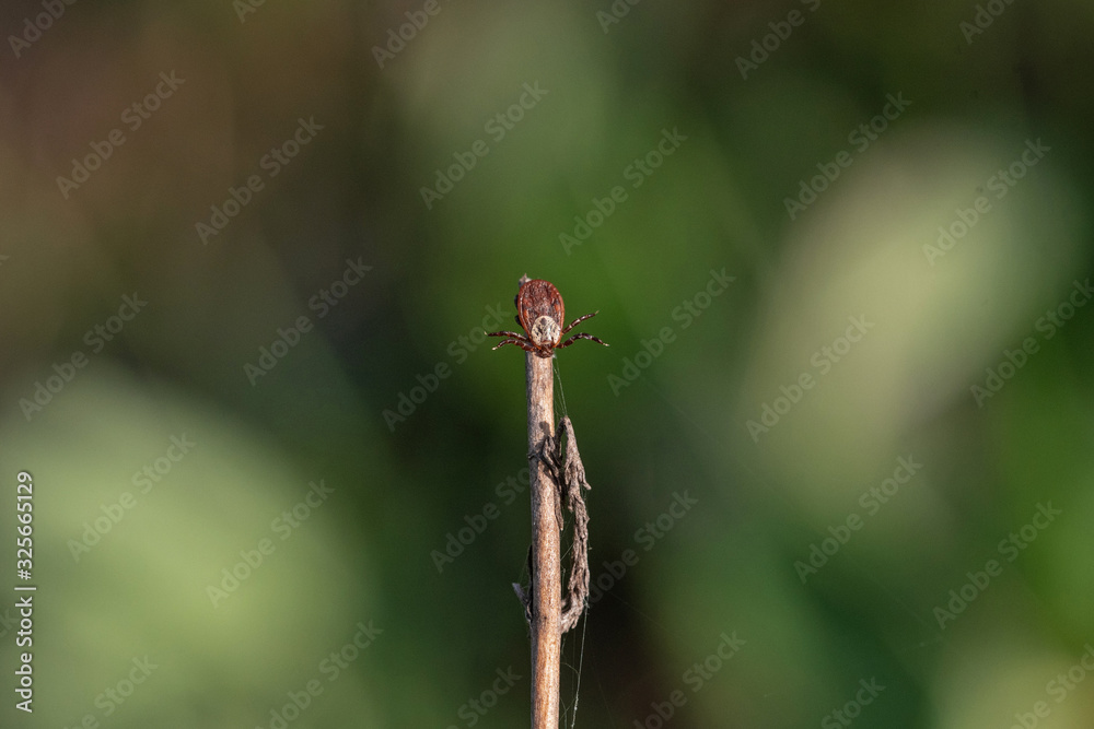 tick on the grass, acarus on grass tick on the grass, acarus on grass