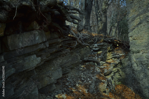 Fototapeta Naklejka Na Ścianę i Meble -  Rocks In The Forest