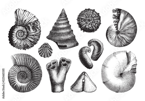 Shell fossil collection (Jurassic period) / vintage illustration from Brockhaus Konversations-Lexikon 1908