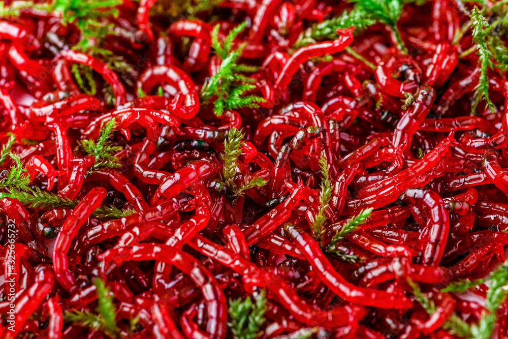 Red bloodworm, background. Bait for winter fishing. Background of bait for winter fishing.bunch of small red mosquito larvae bloodworm.Macro Red bloodworm, background. Bait for winter fishing. Background of bait for winter fishing.bunch of small red mosquito larvae bloodworm.Macro