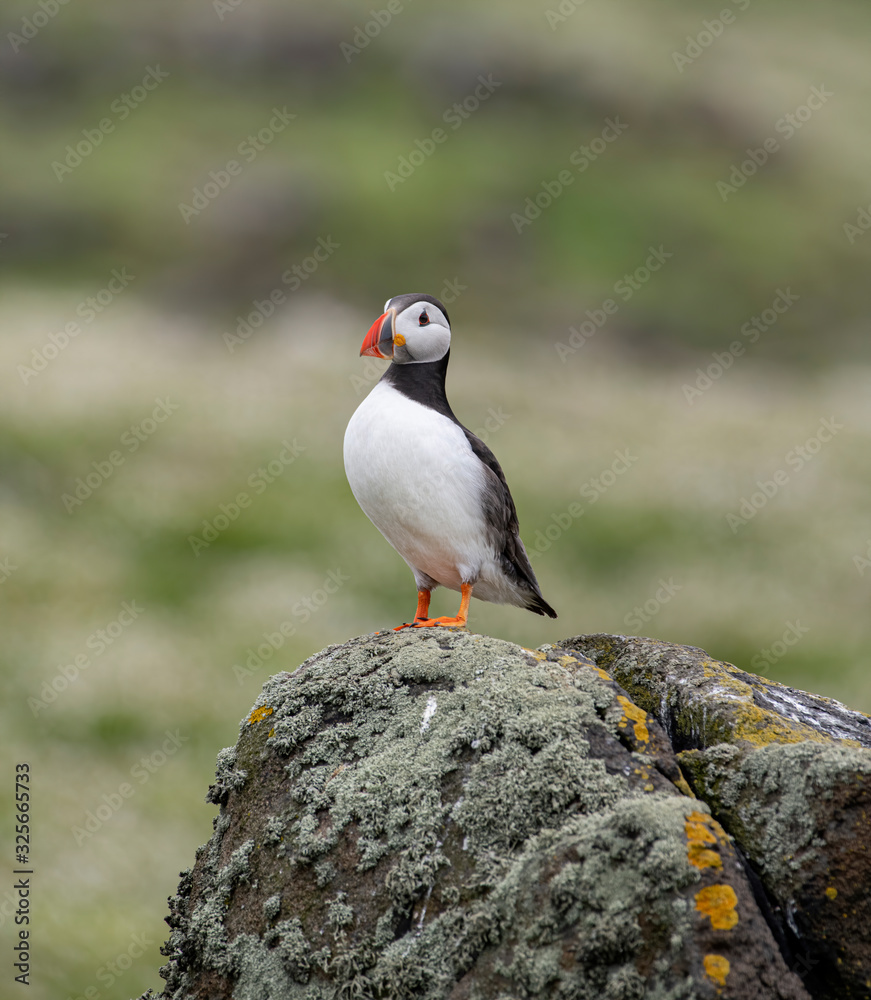 Atlantic Puffin (Fratercula arctica) at isle of May,Scotland Atlantic Puffin (Fratercula arctica) at isle of May,Scotland