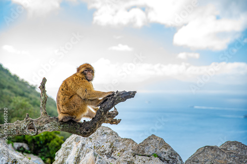 monkey sitting on a tree branch on a rock on the seacoast