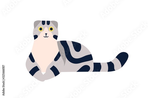 Lying scottish fold cat breed with stripes vector flat illustration. Happy cute cartoon gray domestic animal posing isolated on white background. Smiling thoroughbred pet character
