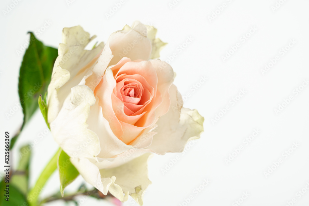 Beautiful pink rose flower with white background and copy space Beautiful pink rose flower with white background and copy space