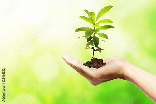 Human hands holding soil with growing plants above it