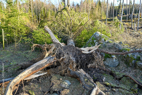 windfall in a forest in Varmland Sweden