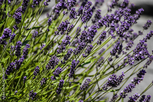 Fototapeta Naklejka Na Ścianę i Meble -  bunch of lavender on white background