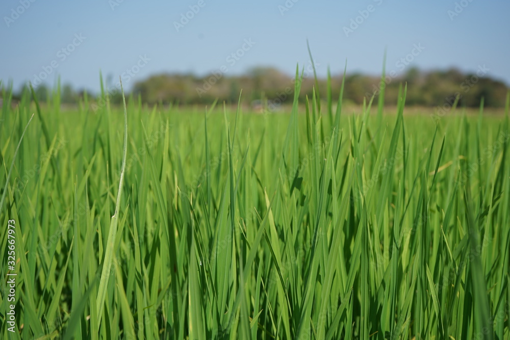 The rice fields in the countryside are warm and humid. The rice fields in the countryside are warm and humid.