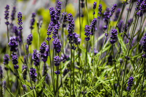 blue flowers on green background