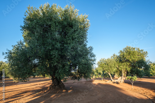 Olive Trees in Pezze di Greco, Fasano, Apulia, Italy photo