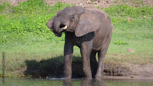 Elephant drinking water from a lake