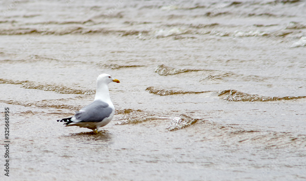 A seagull on the sandy shore of the Baltic Sea in cloudy weather. A seagull on the sandy shore of the Baltic Sea in cloudy weather.
