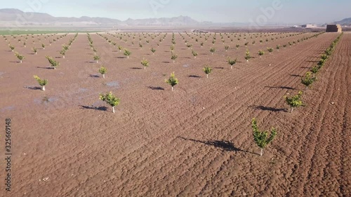 View from drone taking off in newly planted lemon orchard – Yuma Arizona