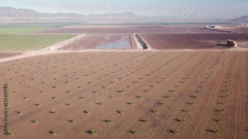 View from drone landing in newly planted lemon orchard – Yuma Arizona