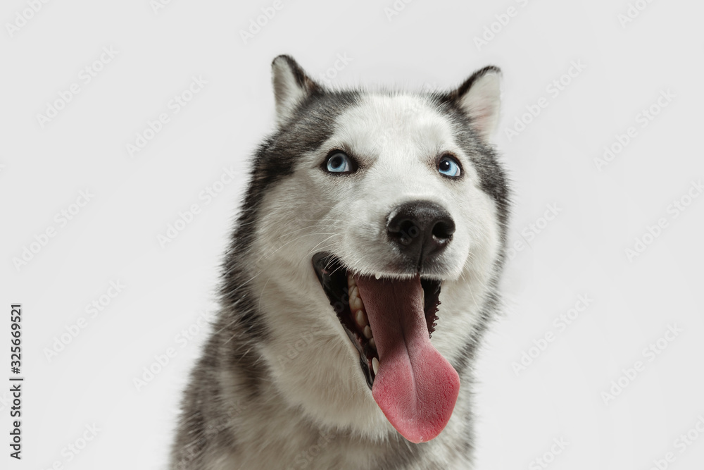 Crazy happy. Husky companion dog is posing. Cute playful white grey doggy or pet playing on white studio background. Concept of motion, action, movement, pets love. Looks happy, delighted, funny.