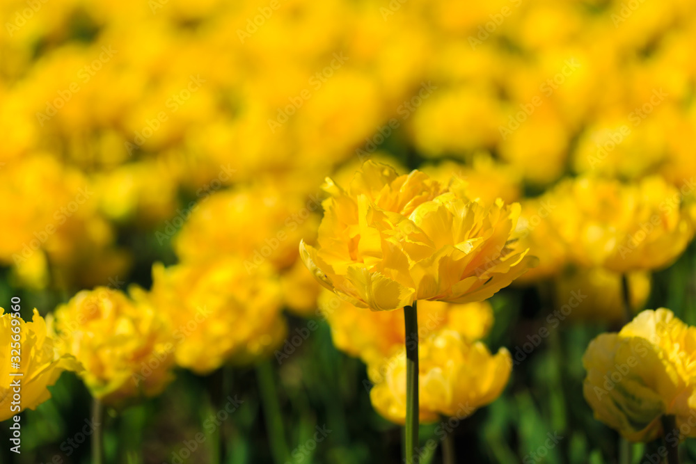 Closeup of yellow tulips flowers with green leaves in the park outdoor. beautiful flowers in spring Closeup of yellow tulips flowers with green leaves in the park outdoor. beautiful flowers in spring