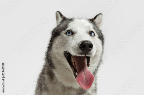 Crazy happy. Husky companion dog is posing. Cute playful white grey doggy or pet playing on white studio background. Concept of motion  action  movement  pets love. Looks happy  delighted  funny.