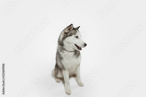 Surprised. Husky companion dog is posing. Cute playful white grey doggy or pet playing on white studio background. Concept of motion  action  movement  pets love. Looks happy  delighted  funny.