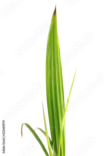 grass isolated on white background