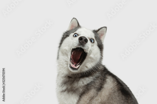 Crazy happy. Husky companion dog is posing. Cute playful white grey doggy or pet playing on white studio background. Concept of motion, action, movement, pets love. Looks happy, delighted, funny. photo