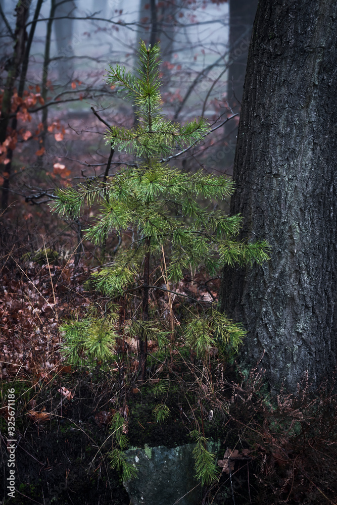 Christmas tree on the background of a misty forest Christmas tree on the background of a misty forest