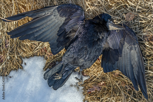 dead raven in the fall. shot down wild bird. snow. texture of feathers, dry grass, leaves. image from the game of thrones. Avian influenza. Grippus avium. Bird flu
