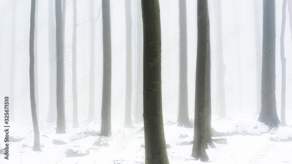 Winter forest landscape Winter forest landscape