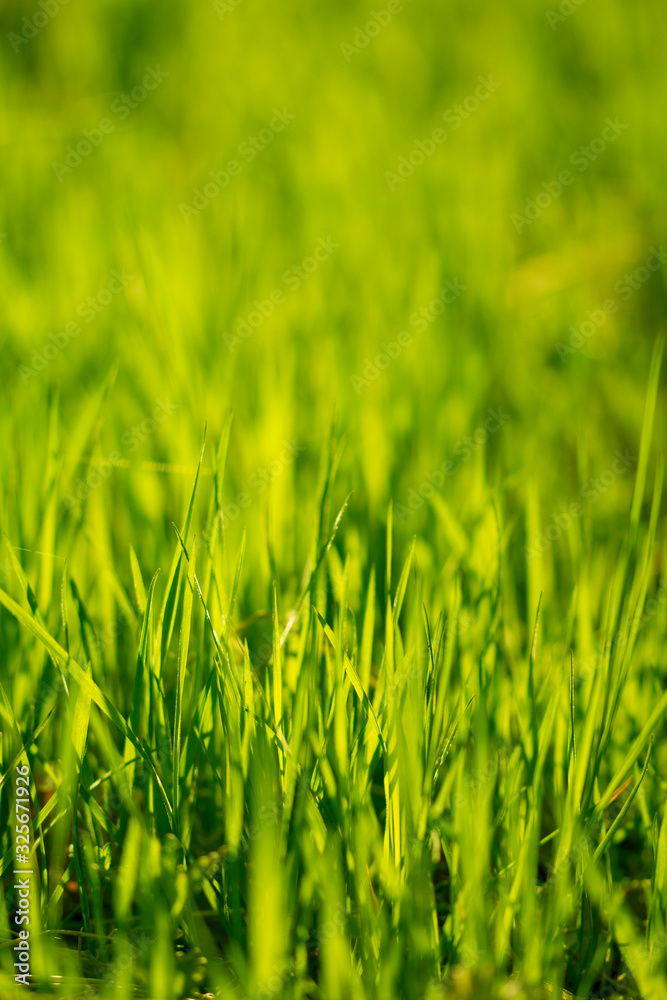 Green Grass Background