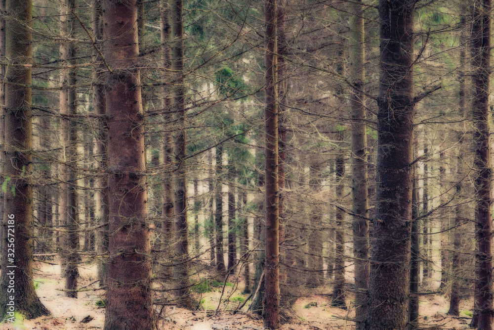 Obraz premium Forest in fall colors