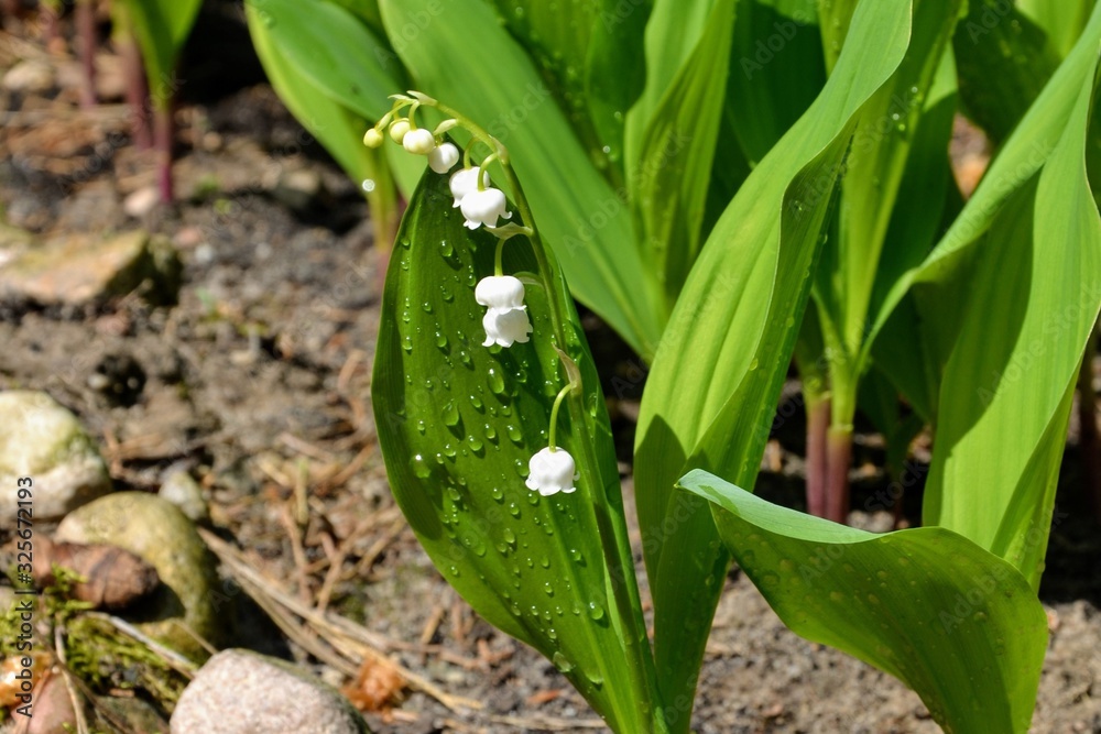 Fototapeta premium Blooming lily of the valley - Convallaria majalis flowers in the spring garden. Drops of dew on the Convallaria majalis leaves