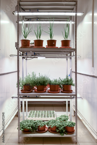 agricultire hydroponic farm with LED lighting. Pots with salad and onion on racks. photo