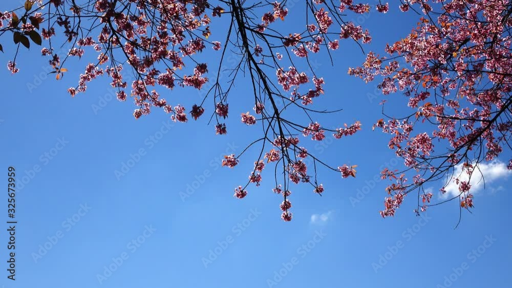 beautiful pink flower blossom blooming in nature with clear blue sky in the morning day beautiful pink flower blossom blooming in nature with clear blue sky in the morning day
