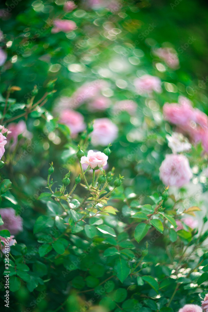 Fototapeta premium Beautiful Roses on natural background