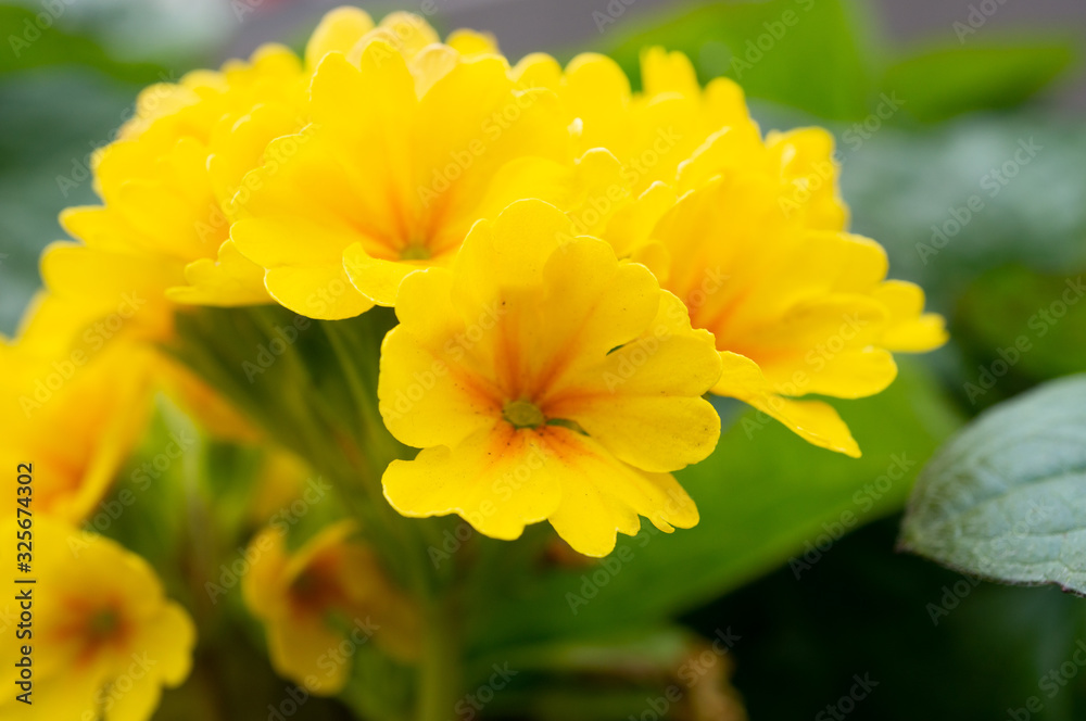 春の花 春の花