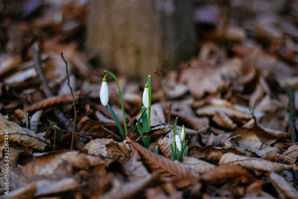 background of spring snowdrops flowers between dry leaves in the forest background of spring snowdrops flowers between dry leaves in the forest